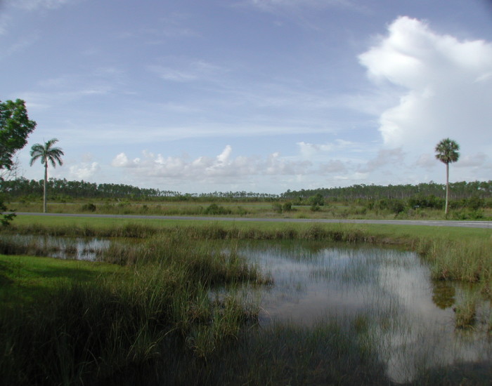 EvergladesLandscapes