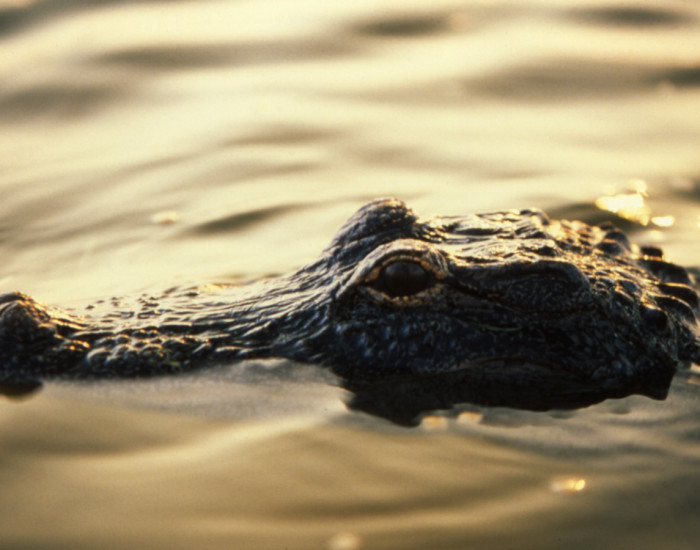 Everglades-Alligator