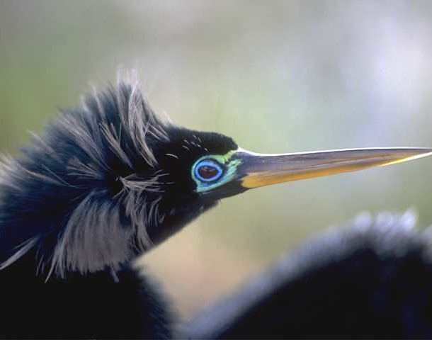 ANHINGA_CLOSE_UP