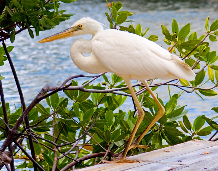 egret_white_in_mangroves